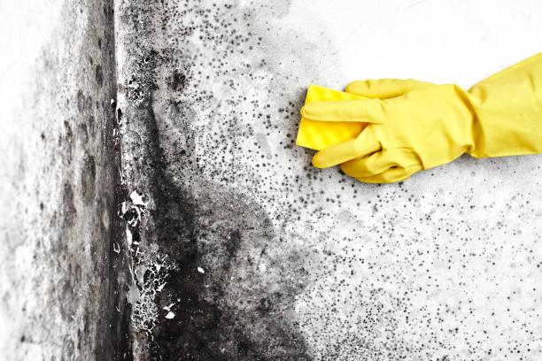 Mold Odor Removal Services in Roseville, MI