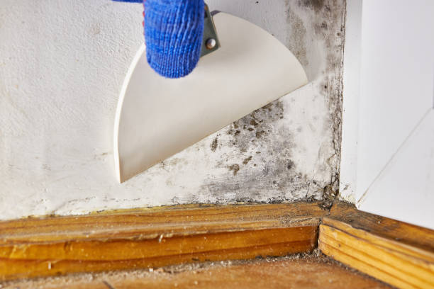 Best Attic Mold Removal  in Roseville, MI